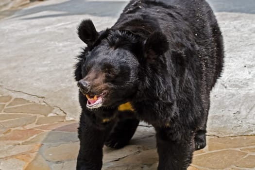 Black Himalayan bear, a relative of the brown bear. Black Himalayan bear, a relative of the brown bear.