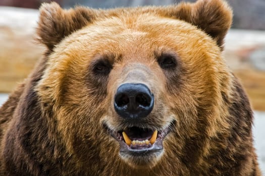 Grizzly bear close up. The brown bear is a formidable predator of the taiga.