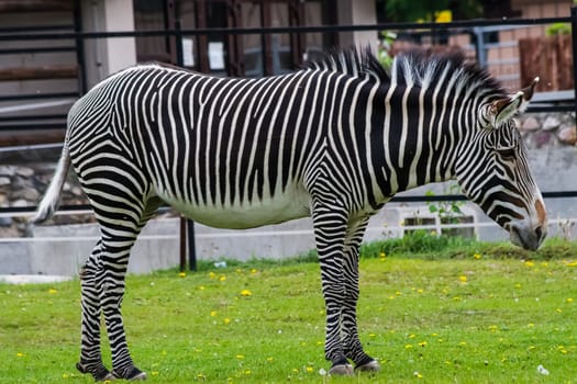 Horse zebra grazes on the lawn. Striped horse