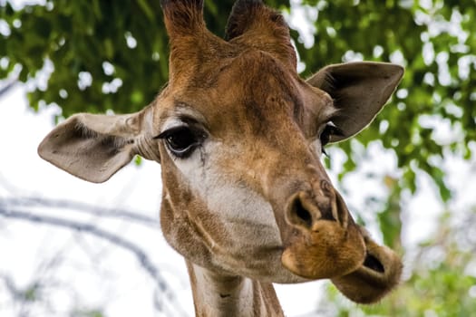 Giraffe in the zoo, the head of a giraffe. Giraffe in the zoo, the head of a giraffe.