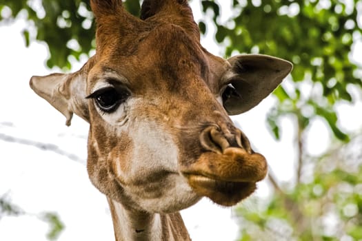Giraffe in the zoo, the head of a giraffe. Giraffe in the zoo, the head of a giraffe.