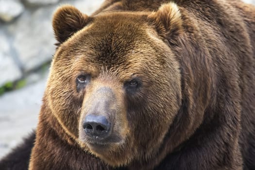 Grizzly bear close up. The brown bear is a formidable predator of the taiga.