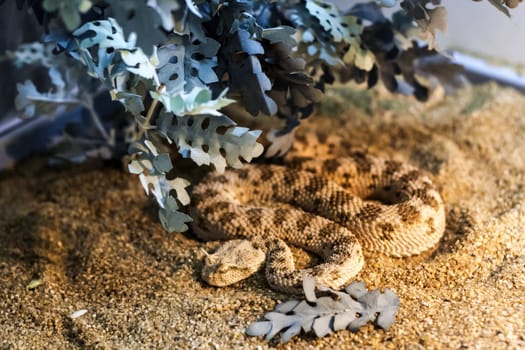 Exotic snake in the terrarium. Tropical snake