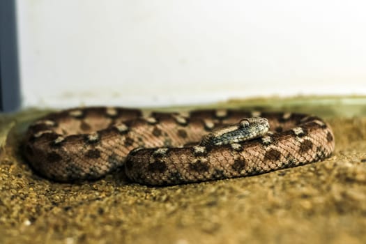 Exotic snake in the terrarium. Tropical snake