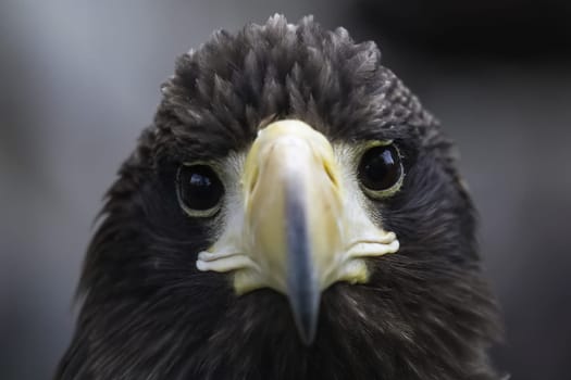 Bird eagle closeup, eagle head and beak. Bird eagle closeup, eagle head and beak.