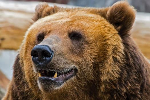 Grizzly bear close up. The brown bear is a formidable predator of the taiga.