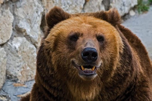 Grizzly bear close up. The brown bear is a formidable predator of the taiga.