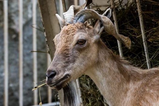 Mountain goat in a zoo on an artificial rock.