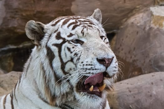 White albino tiger in a zoo, tiger head close up