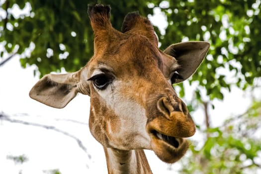 Giraffe in the zoo, the head of a giraffe. Giraffe in the zoo, the head of a giraffe.