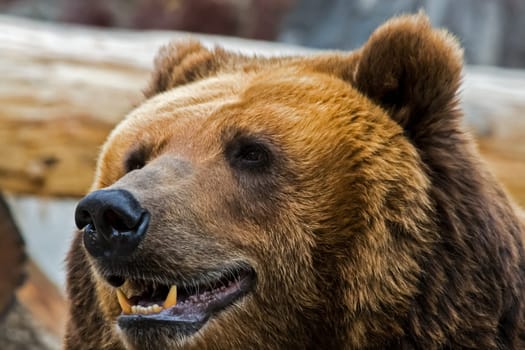 Grizzly bear close up. The brown bear is a formidable predator of the taiga.