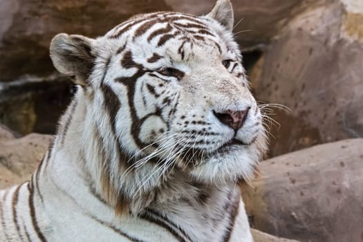 White albino tiger in a zoo, tiger head close up