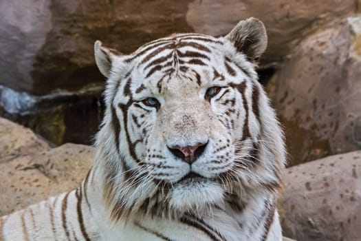 White albino tiger in a zoo, tiger head close up