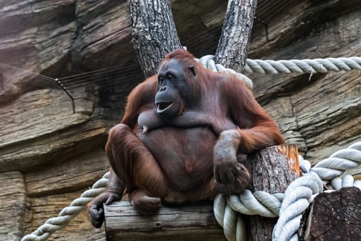 Red headed orangutan, the great-ape monkey orangutan.