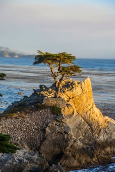 Pebble Beach, USA - July 26, 2008: lonely cypress in sunset  in Pebble Beach, USA. Since 250 years this lonely cypress stands on the hill and is nowadays the symbol of the Pebble Beach Company.