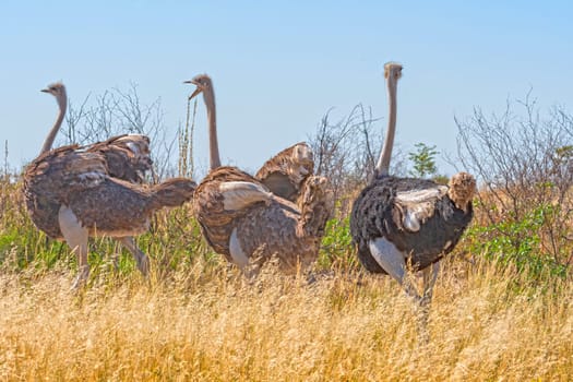 A Group of Ostrich Running in the Savannah in the Sibuyu Forest Reserve in Botswana