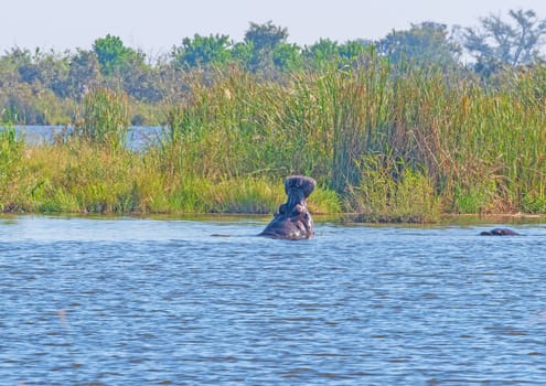 Hippo Yawn in the Waters of the Okavango Delta Near Maun, Botswana
