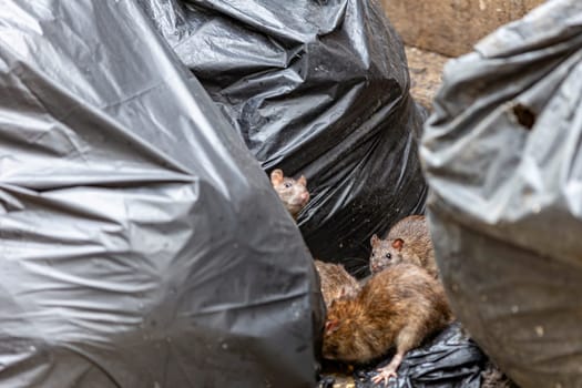 Dirty disgusting rats on area that was filled with sewage, smelly, damp, and garbage bags. Referring to the problem of rats in the city, disease outbreaks from animals, filth of city. Selective focus.
