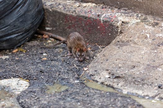 Dirty disgusting rats on area that was filled with sewage, smelly, damp, and garbage bags. Referring to the problem of rats in the city, disease outbreaks from animals, filth of city. Selective focus.