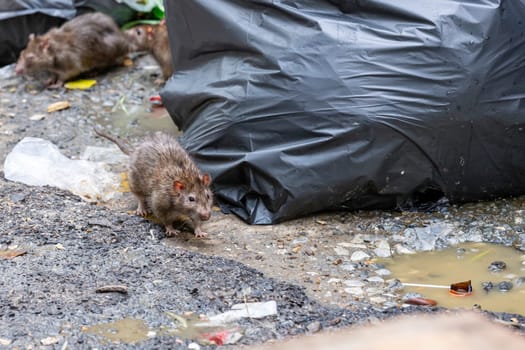 Dirty disgusting rats on area that was filled with sewage, smelly, damp, and garbage bags. Referring to the problem of rats in the city, disease outbreaks from animals, filth of city. Selective focus.