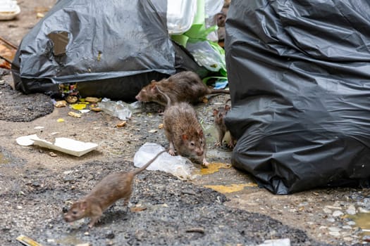 Dirty disgusting rats on area that was filled with sewage, smelly, damp, and garbage bags. Referring to the problem of rats in the city, disease outbreaks from animals, filth of city. Selective focus.