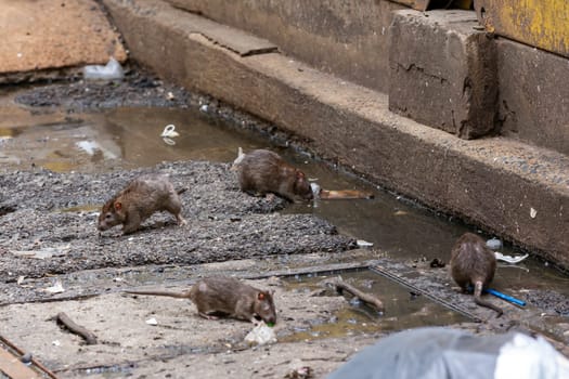 Dirty disgusting rats on area that was filled with sewage, smelly, damp, and garbage bags. Referring to the problem of rats in the city, disease outbreaks from animals, filth of city. Selective focus.