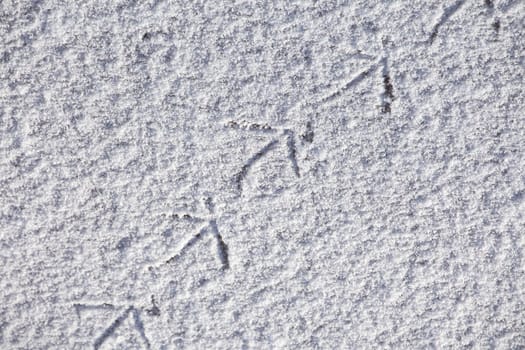 Footprints of a bird on a patch of ice, Germany