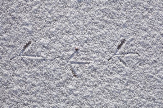 Footprints of a bird on a patch of ice, Germany