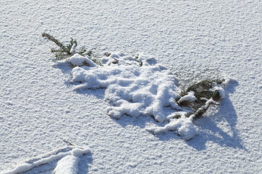 Snow-covered ice surface with fir branch, Germany