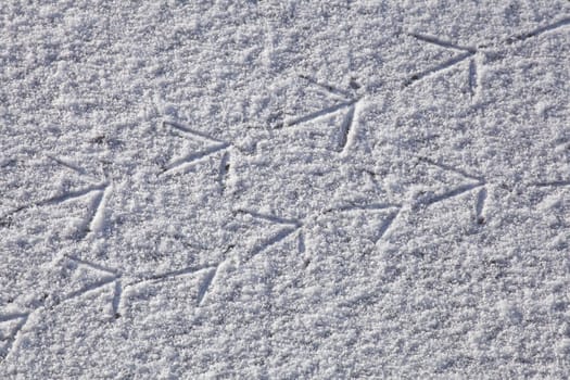Footprints of a bird on a patch of ice, Germany