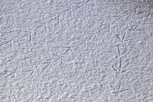Footprints of a bird on a patch of ice, Germany