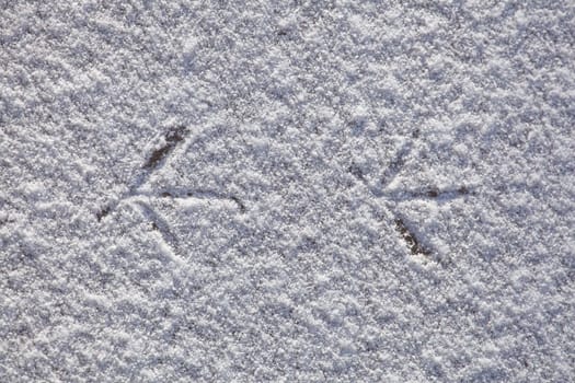 Footprints of a bird on a patch of ice, Germany