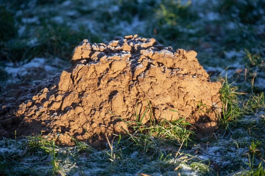 Molehills with hoarfrost and snow on a meadow in winter, Germany