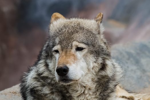Gray wolf, a relative of the dog. Gray wolf close up.