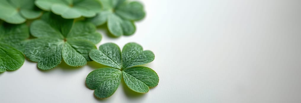 Four leaf clovers on white background, Realistic natural leaves natural background, little green trefoil, symbol of st. patrick's day. Isolated on white background copy space