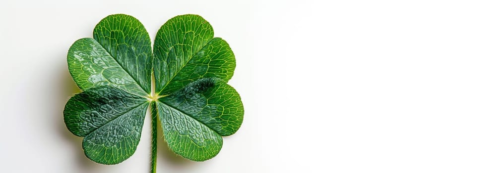 Four leaf clovers on white background, Realistic natural leaves natural background, little green trefoil, symbol of st. patrick's day. Isolated on white background copy space