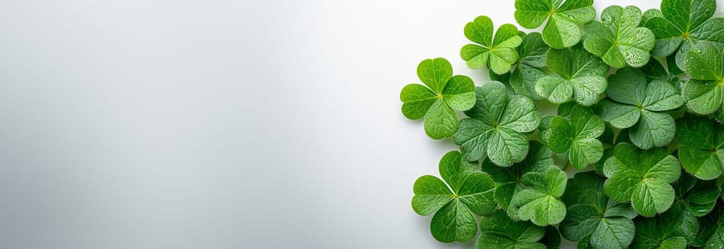 Four leaf clovers on white background, Realistic natural leaves natural background, little green trefoil, symbol of st. patrick's day. Isolated on white background copy space