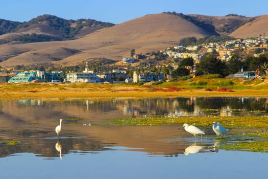 Egrets in a swamp are looking for food, the wildlife of California, USA.