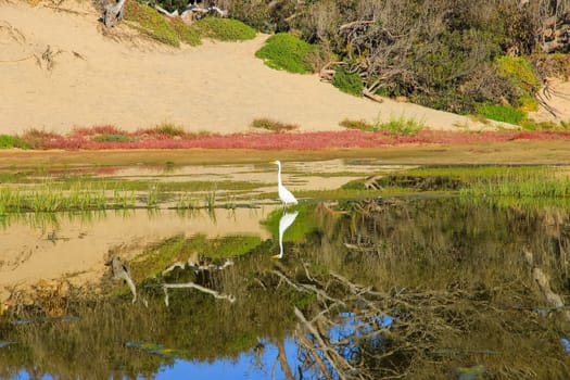 Egrets in a swamp are looking for food, the wildlife of California, USA.