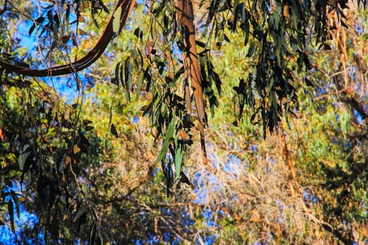 Monarch, Butterfly, Migration Monarch butterflies are widely known their migrations