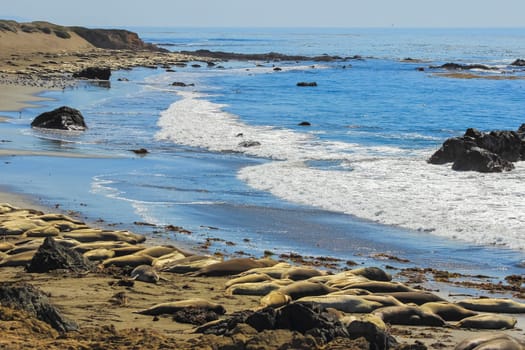 Fur seals on the coast of California, rookery marine mammals