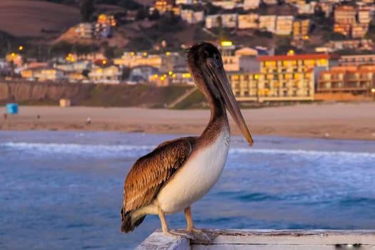 Waterfowl pelican on the railing of the sea pier, pelicans get used to the people.
