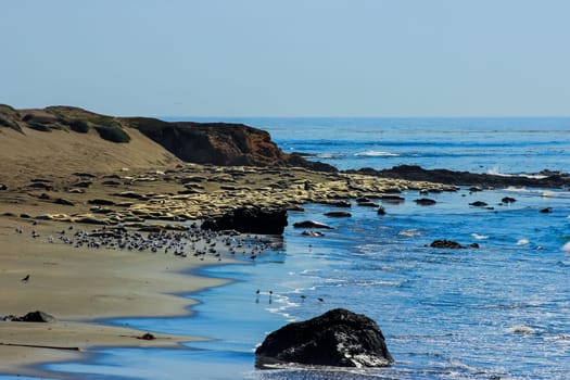 Fur seals on the coast of California, rookery marine mammals