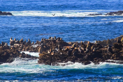 Fur seals on the coast of California, rookery marine mammals