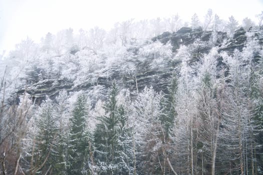 View of the large Zschirnstein with snow-covered trees and misty clouds at the summit during a hike. From the nature park in the Elbe Sandstone Mountains. Landscape from things in Germany