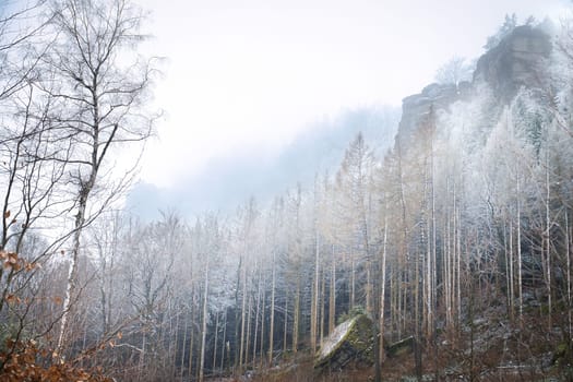View of the large Zschirnstein with snow-covered trees and misty clouds at the summit during a hike. From the nature park in the Elbe Sandstone Mountains. Landscape from things in Germany