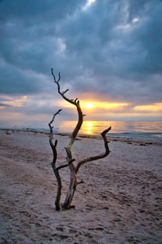 Sunset on the beach of the Baltic Sea. Love tree, shrub in the sand on the west beach. Cloudy sky. Landscape on the coast