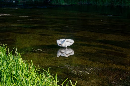 A white swan (Cygnus) stands in the shallow water of a small river and preens its feathers in the green nature