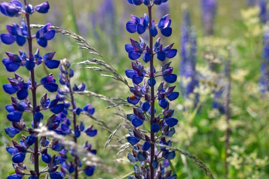 Green meadows with purple lupins and a ladybird in the high Rhoen, Bavaria, Germany