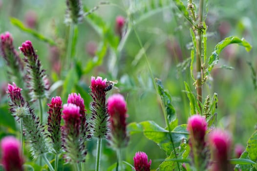 Bee on a pink blossom in green nature
